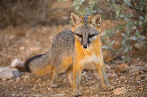 Gray Fox | Tucson, Arizona. | Photos by Ron Niebrugge