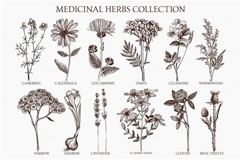 Herbal Medicine Easy Drawing - Medicine Mania