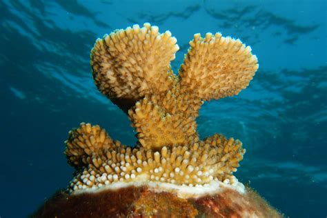 Coral symbiosis doesn’t need photosynthesis, after all – oceanbites