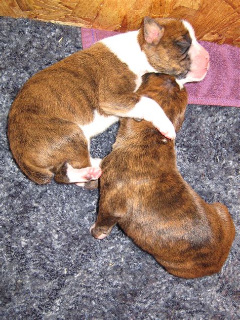 File:Boxer puppies hug.jpg - Wikipedia