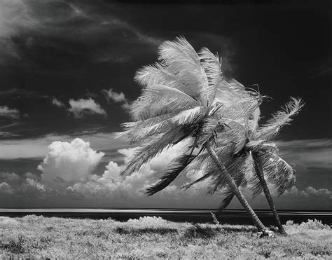 Palm Trees Blowing In Wind Photograph by H. Armstrong Roberts - Fine ...