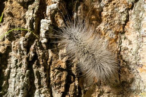 Wooly White Caterpillar Identification: 9 Varieties - GFL Outdoors