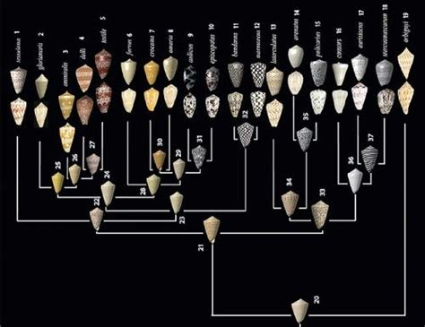 Conus sea snail shell evolution, another gem from Wired’s Best Scientific Figures of 2012. There ...