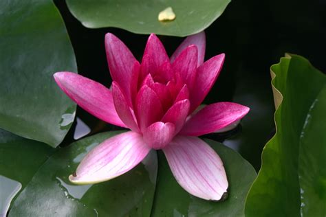 Free photo: Water Lily, Pink, Water Plant - Free Image on Pixabay - 1567807
