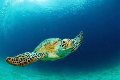 Sea turtle facts & baby sea turtle pictures...Types of turtles (hawksbill, green, flatback ...