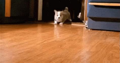 The Popular Running Corgi GIFs Everyone's Sharing