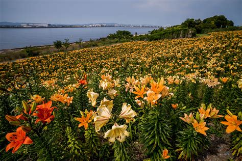 Heartbeat Photos — Lilies Garden.