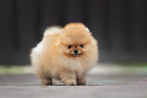 Meet the Best Teacup Dog Breeds in the World - K9 Web