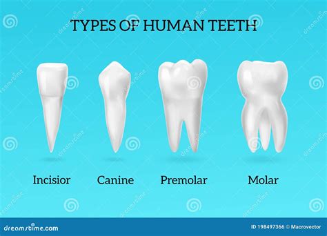 Realistic Teeth Types Set stock vector. Illustration of molar - 198497366