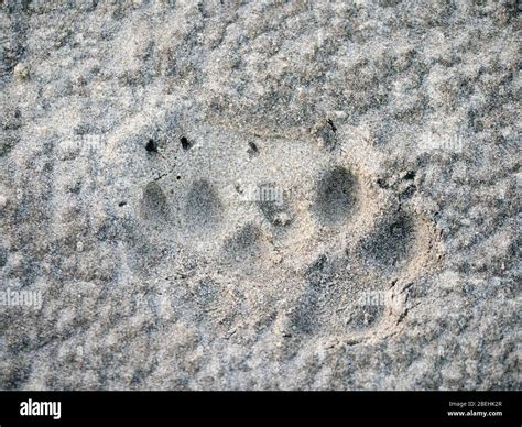 Coyote Tracks In Sand