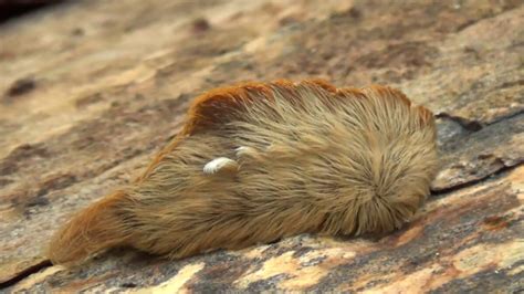 Caterpillar venom could be an effective cancer treatment | The Canberra Times | Canberra, ACT