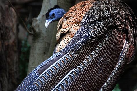 GREAT ARGUS PHEASANT Argusianus argus ©Jeff... | animals, animals, animals