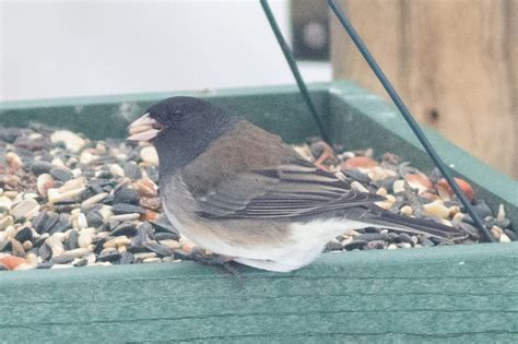 junco forms - Help Me Identify a North American Bird - Whatbird Community