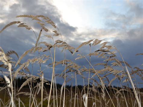 Grass pattern – Sequim Daily Photo