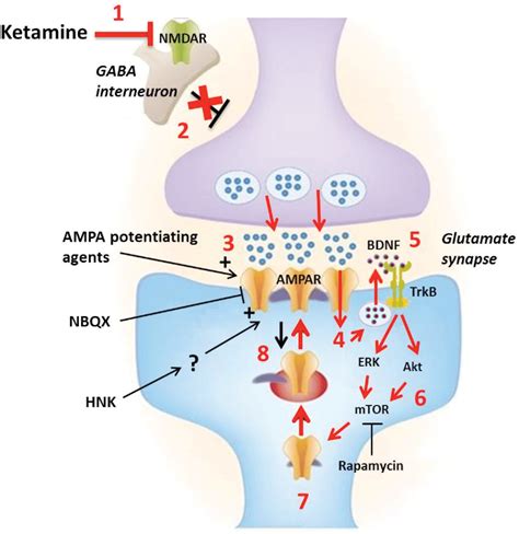 [PDF] Antidepressant effects of ketamine and the roles of AMPA ...