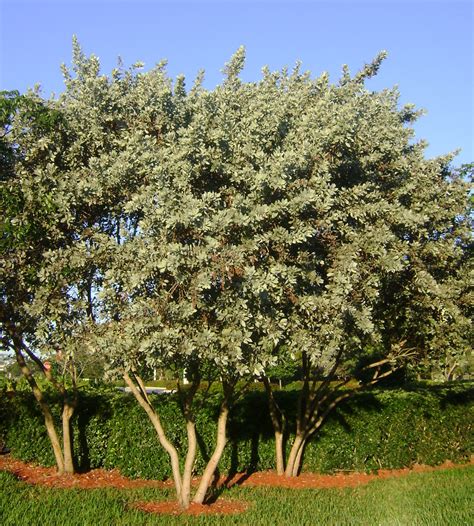 Buy Silver Buttonwood Tree, For Sale in Miami, Ft Lauderdale