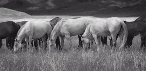 Fine Art Photographs of Wild Horses | Photography of Wild Horses ...