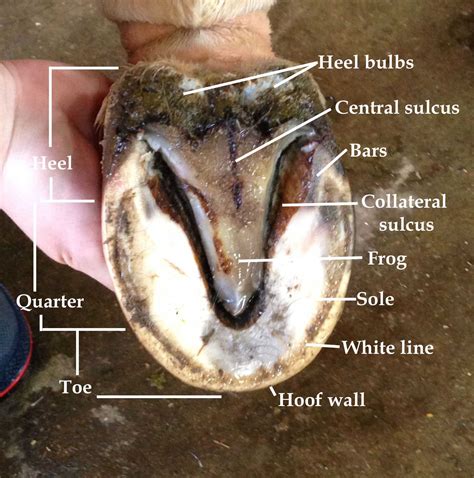 Horse Hoof Trimming Diagrams