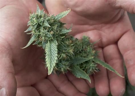 Important Tips in Harvesting Marijuana | Growing Marijuana Blog