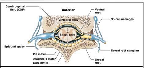 Epidural Anatomy - Anatomical Charts & Posters