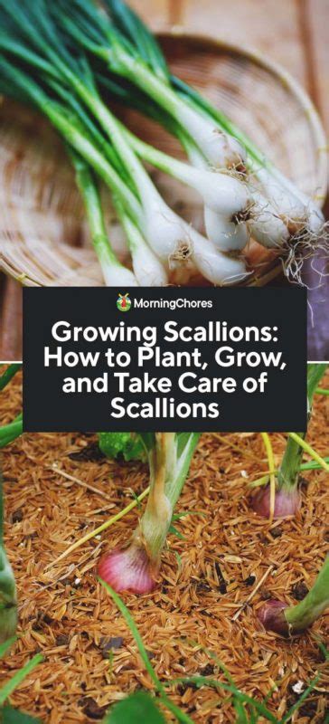 Growing Scallions: How to Plant, Grow, and Take Care of Scallions