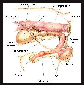 Female Pig Reproductive System Diagram - wedgestory