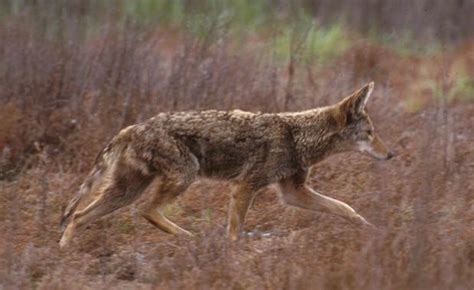 56 best images about Coyotes on Pinterest | Wolves, Coyotes and A wolf