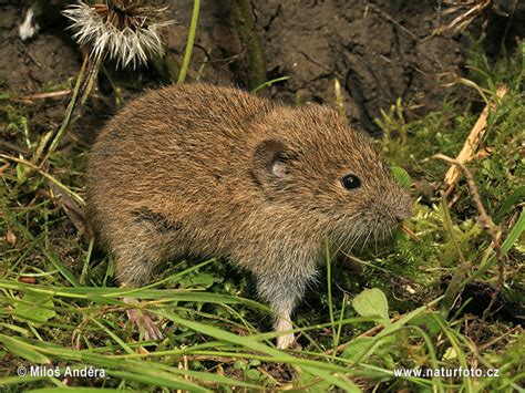 Common Vole Photos, Common Vole Images, Nature Wildlife Pictures | NaturePhoto