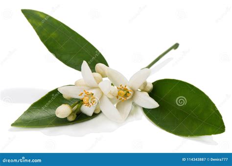 Close Up of Orange or Tangerine Blossom. Stock Image - Image of tangerine, bloom: 114343887