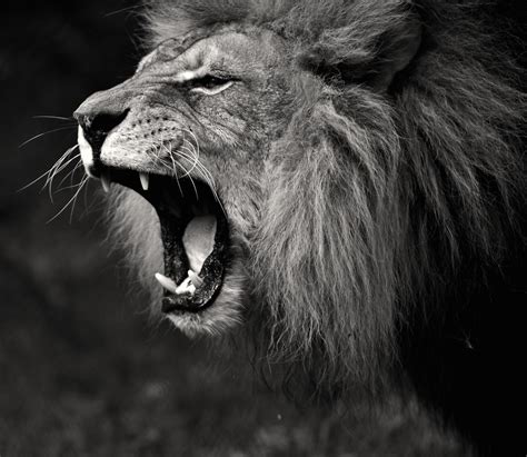 Lion's roar | westcountryimages | Flickr