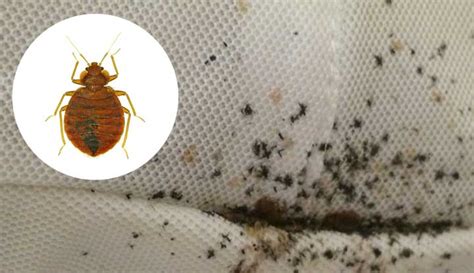 How To Kill Bed Bugs Quickly - TIME BUSINESS NEWS