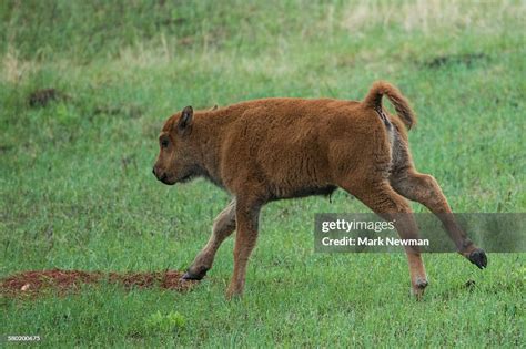 Plains Bison High-Res Stock Photo - Getty Images