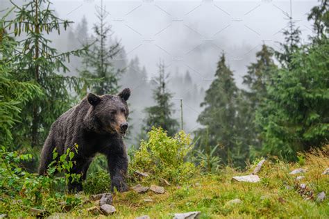 Wild adult Brown Bear in the mountain summer forest | High-Quality Animal Stock Photos ...