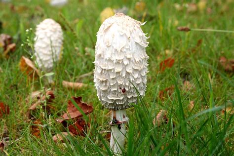 Foraging Shaggy Mane Mushrooms