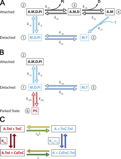 Model of the cross-bridge cycle . (A) Five-state model of the... | Download Scientific Diagram