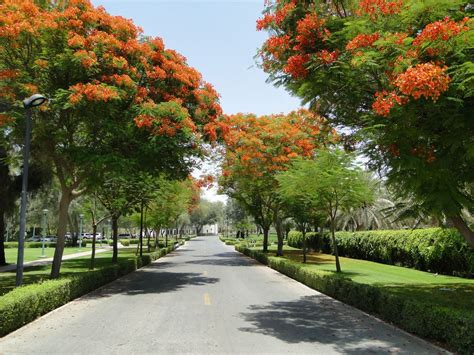 Delonix Regia – NBATAT