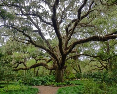 Focus on Natives: Live Oaks and Spanish Moss - Birds and Blooms