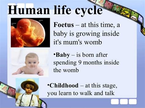 Human Life Cycle Vocabulary in English - ESLBUZZ