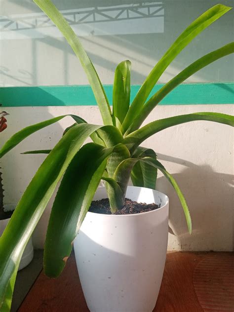 Bromeliads w/pot indoor plant on Carousell