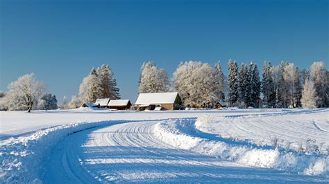 Beautiful Winter Cold Landscape In Blue Tones Frost On Scenic Tall Grass Copse Winter Frosty Day ...