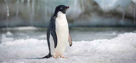 Penguins Gallery | Disneynature