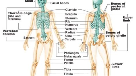 Macam-macam Tulang Penyusun Rangka Tubuh Manusia, Materi Belajar Biologi Kelas 8 - Tribun-medan.com