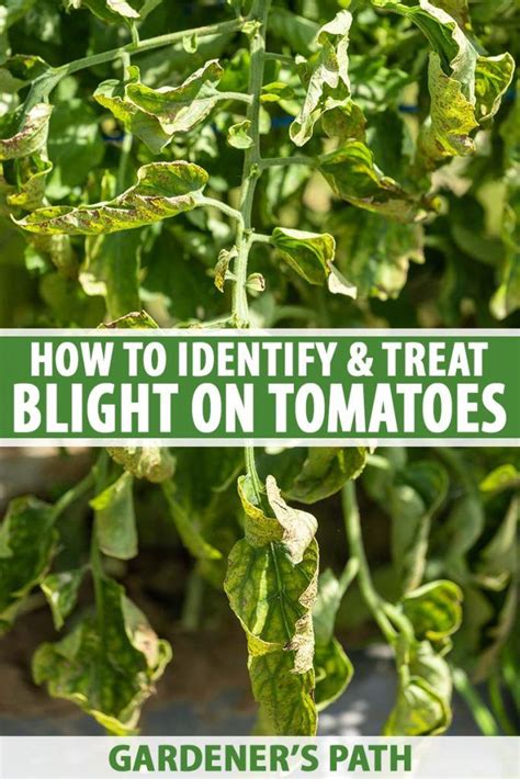 Tomato blight treatment and prevention tips – Artofit