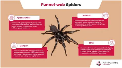 Karla Moore Buzz: Funnel Web Spider Bite Symptoms Dogs