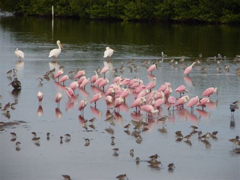 J. N. "Ding" Darling National Wildlife Refuge - Alchetron, the free social encyclopedia