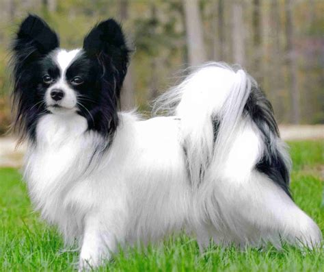 Papillon Puppy | Cute Puppy Pictures