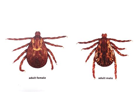 Tanglefoot Vet - Let’s talk parasites – ECTOPARASITES that is!