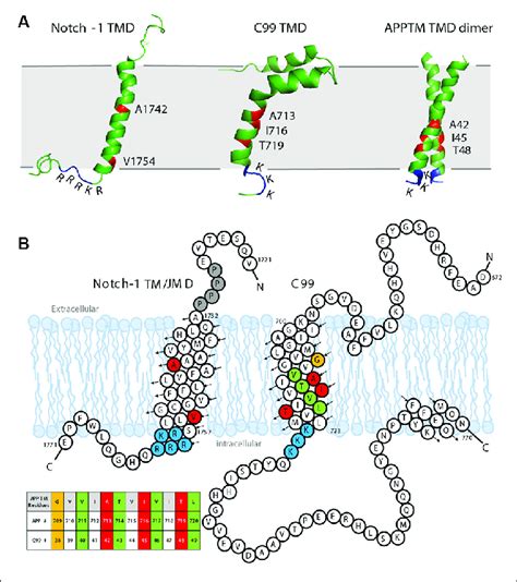 | The sequence and solution structure of the transmembrane domain (TMD ...