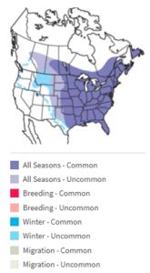 Do Blue Jays Migrate? [Yes & No.. Let Us Explain!] - Birdwatching Buzz