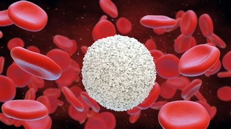 mengapa sel darah merah tidak mempunyai nukleus - Sally Turner